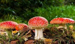 蘑菇视频吃瓜爆料网最新版,揭秘娱乐圈惊天大瓜！